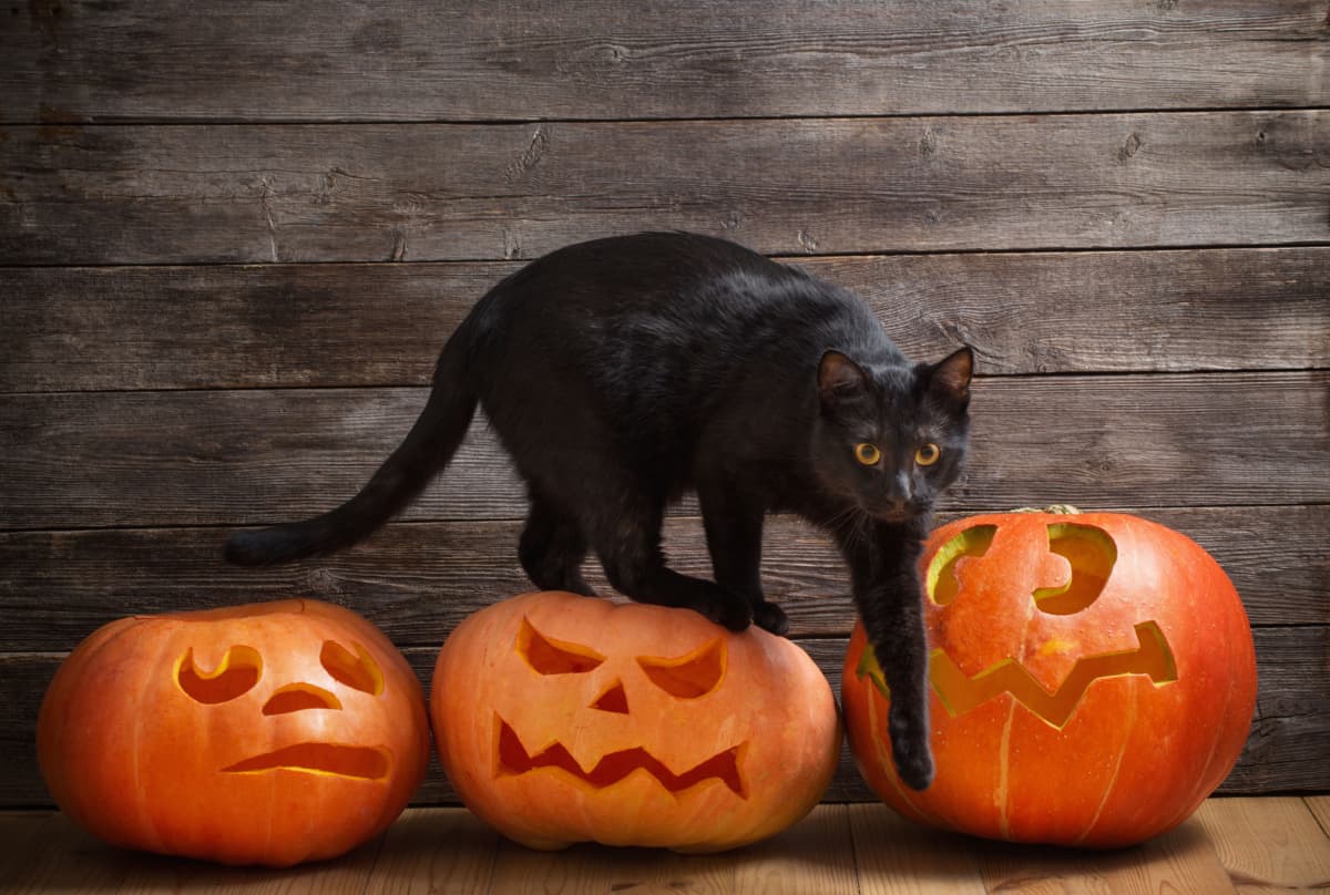 gato negro con calabaza naranja de halloween