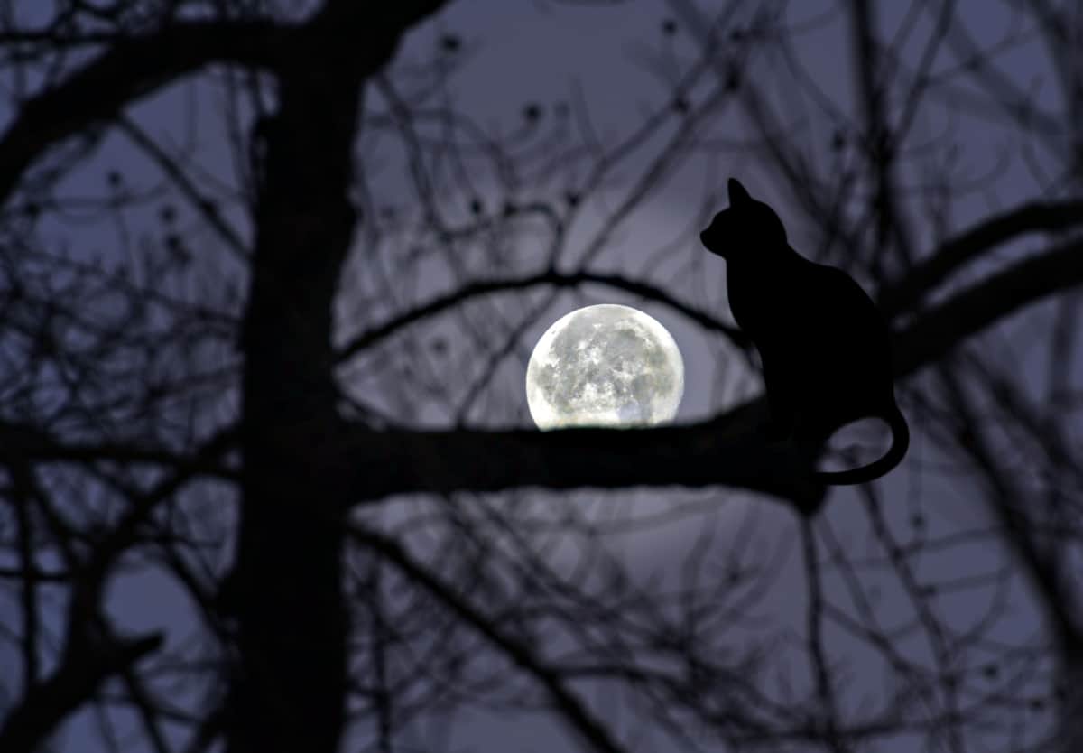 Siluetas de árboles y un gato con luna llena. 