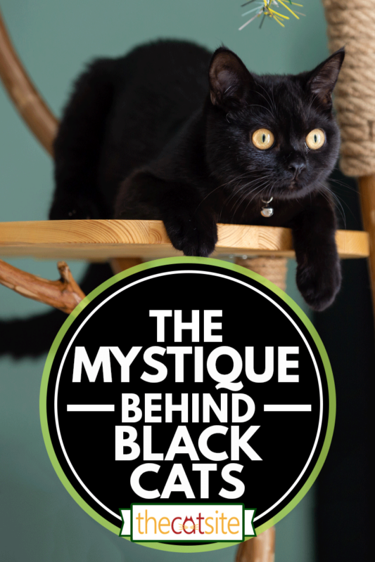 cazando en un árbol trepador de gato hecho a mano, The Mystique Behind Black 