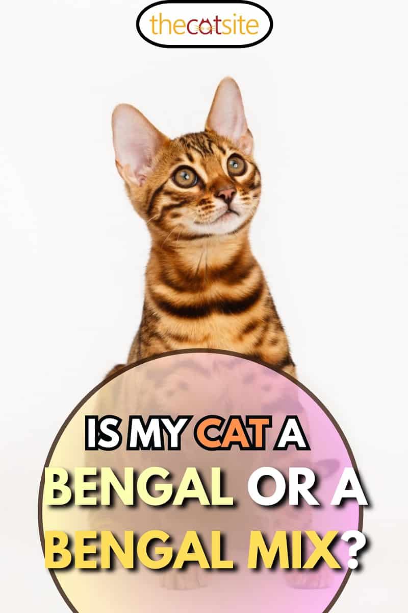 Gato de Bengala mirando hacia arriba
