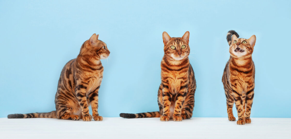 Tres gatos bengalíes fotografiados desde diferentes ángulos sobre un fondo azul claro