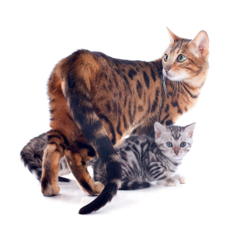 Una gran madre gata gato de Bengala con sus gatitos debajo sobre un fondo blanco