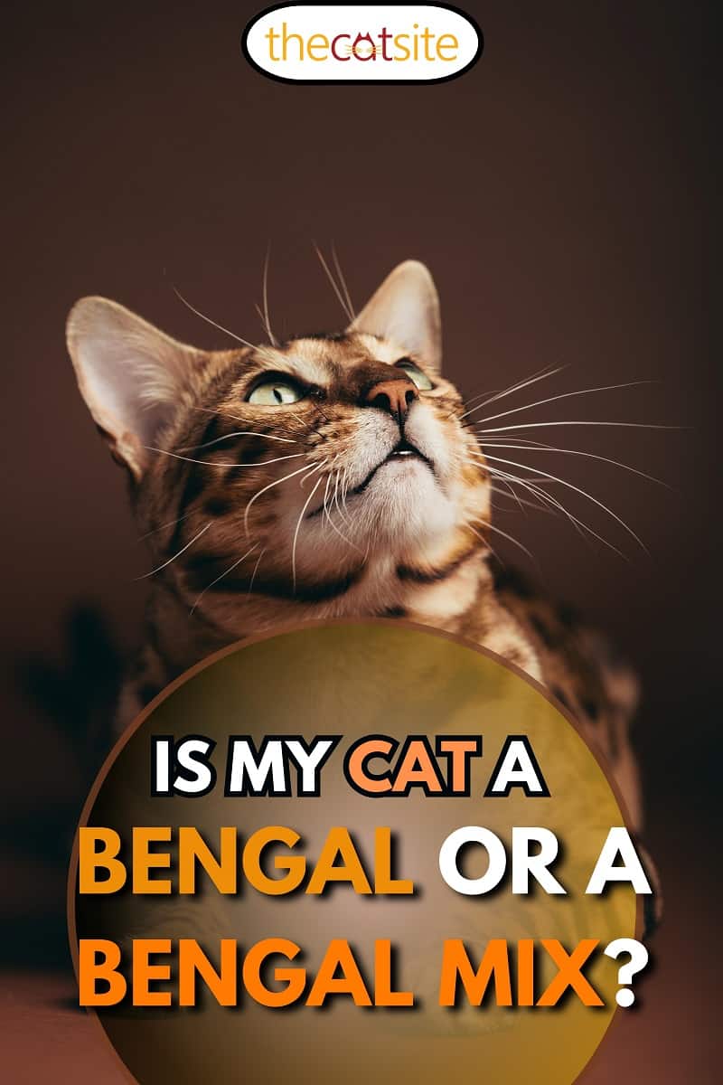 Retrato de gato bengalí en estudio.  De pura raza, ¿mi gato es bengalí o una mezcla de bengalí?
