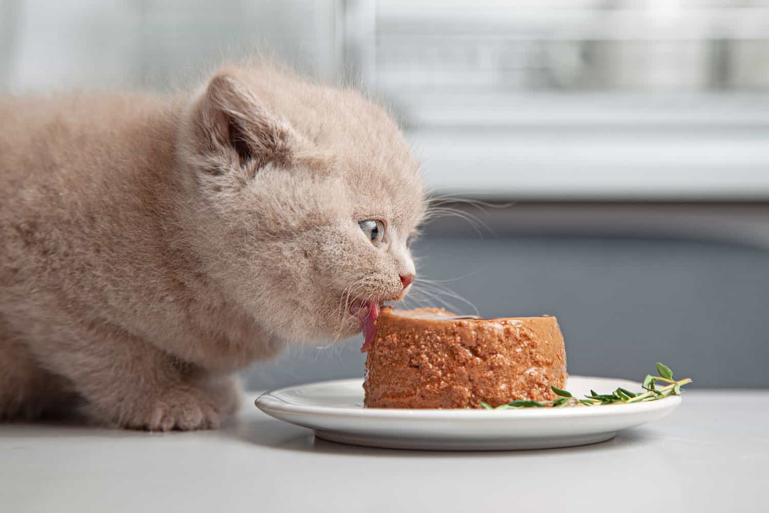 gatito come comida gourmet enlatada para mascotas del plato en la mesa de la cocina gris