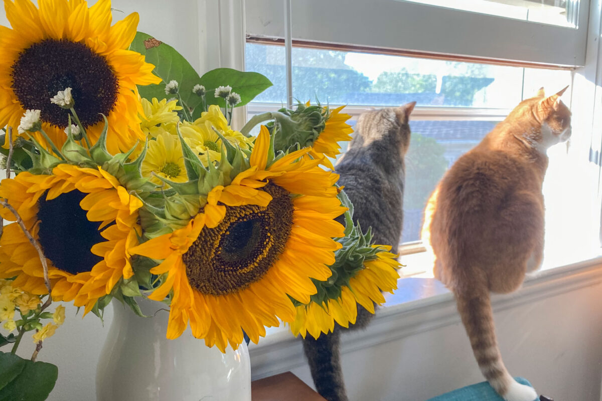 Dos lindos gatos sentados cerca de la ventana con un girasol en un jarrón al frente
