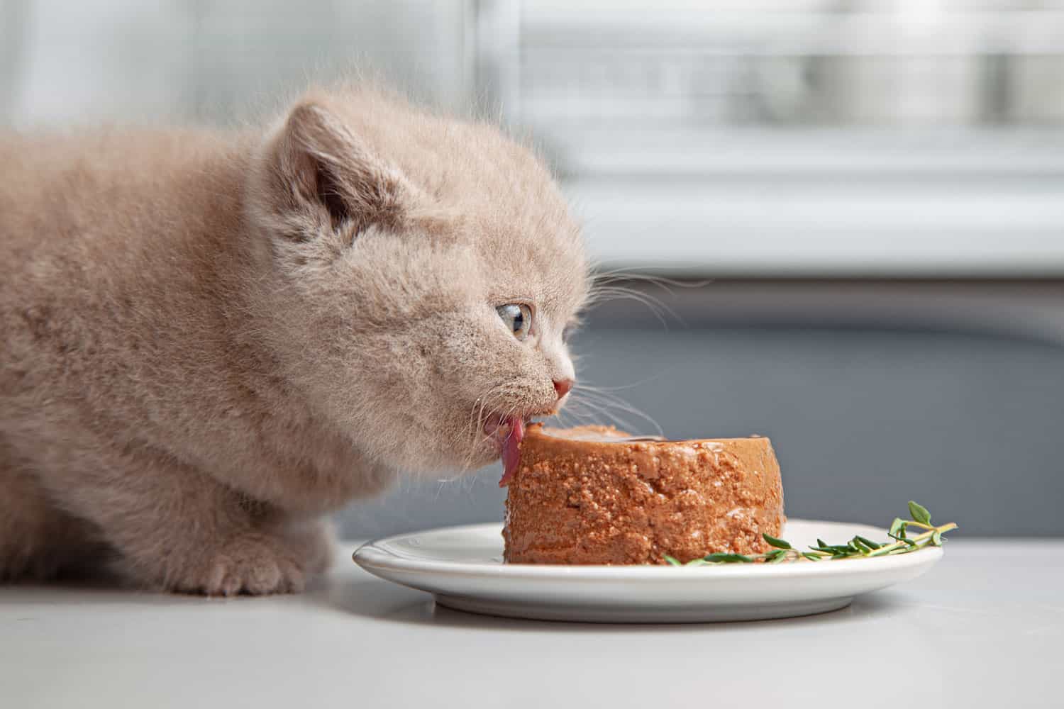 18 Increíbles Consejos Sobre La Alimentación De Gatos Proporcionados Por