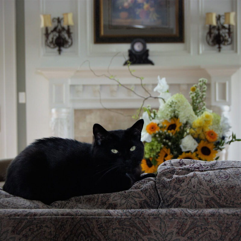 Un gato bombay sentado en el sofá con flores al fondo