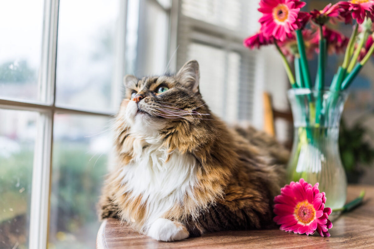 Un gato Calico maine coon tumbado cerca de una ventana con flores en un jarrón al fondo