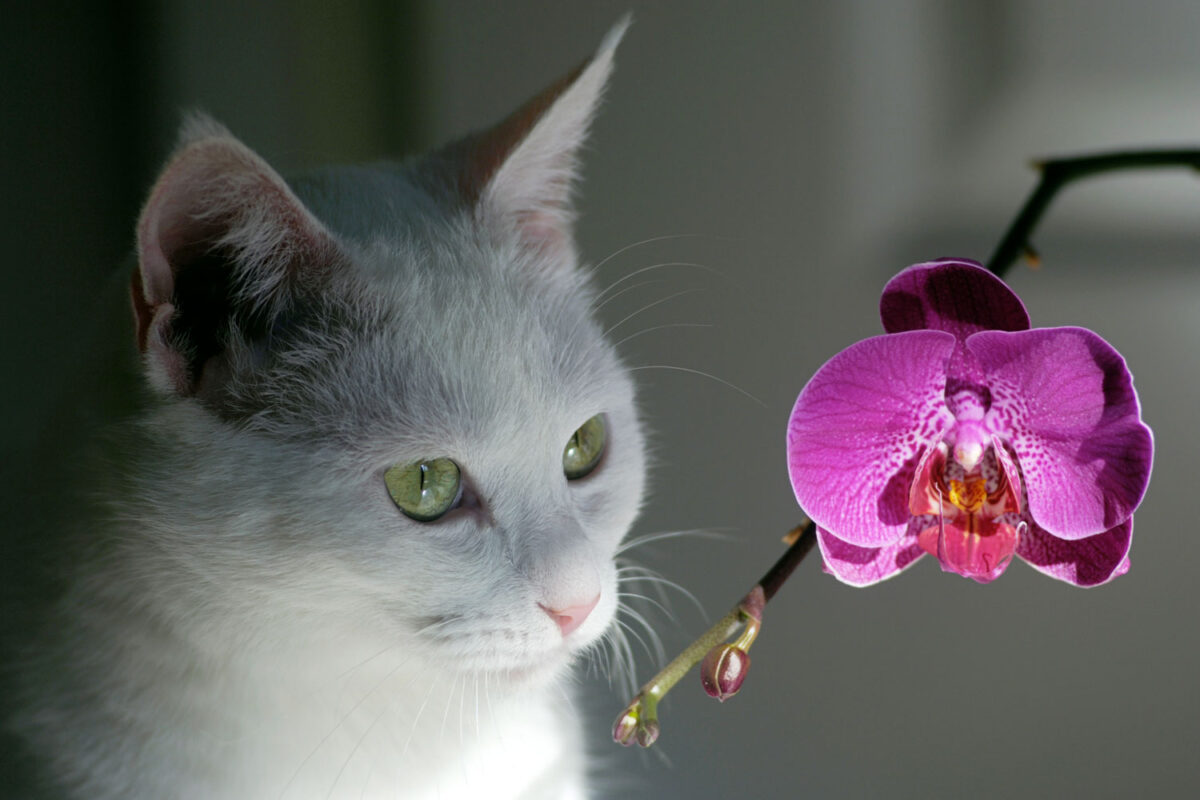 Un gato que huele, mira fijamente y huele una planta de orquídea.