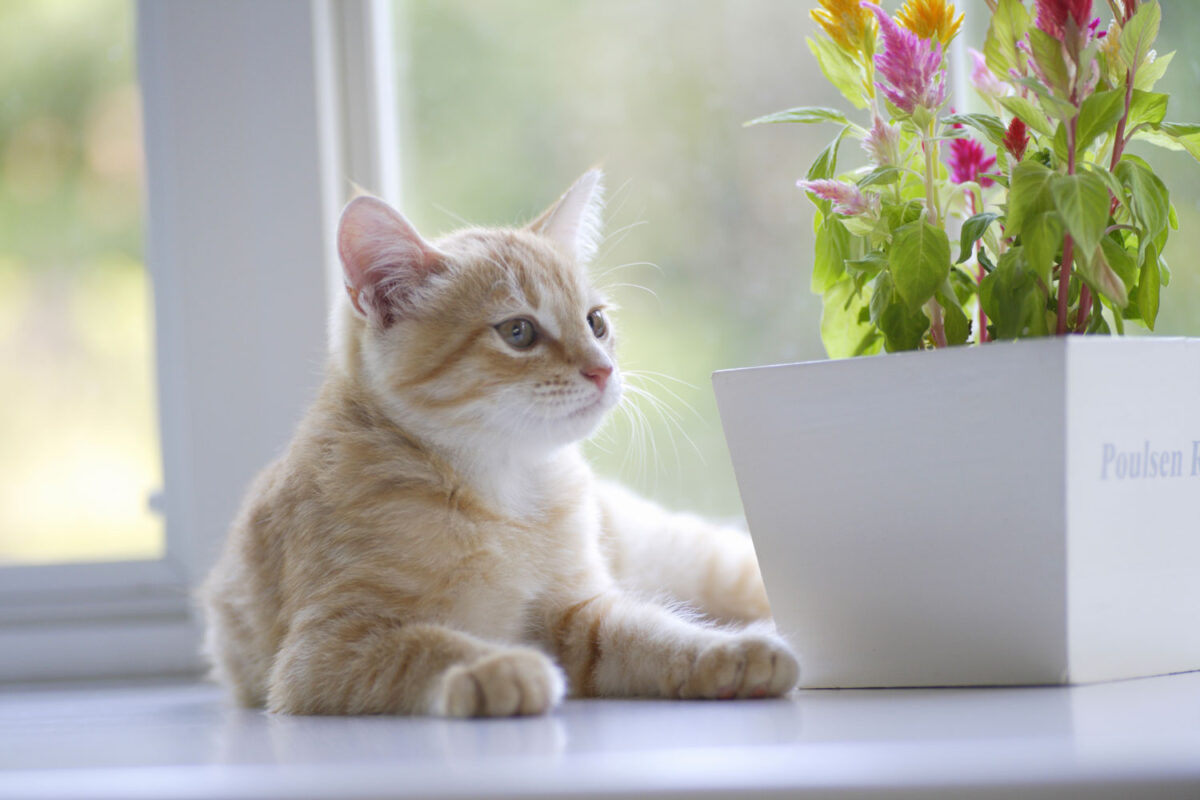 Un lindo gatito blanco sentado cerca de la ventana con una planta de celosia en el jarrón