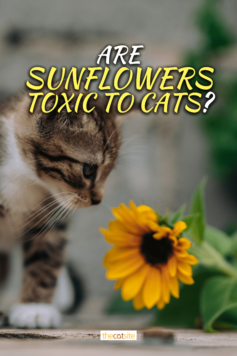 ¿Son los girasoles tóxicos para los gatos?