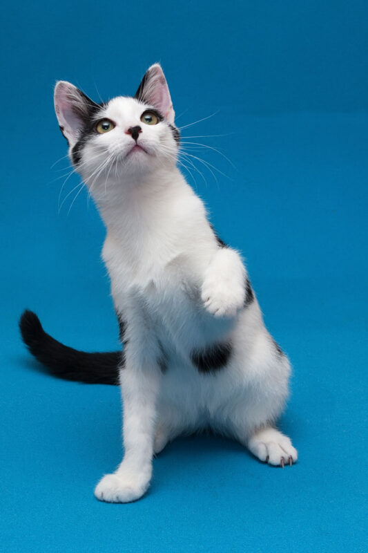 Un lindo gato manchado en blanco y negro sentado sobre fondo azul
