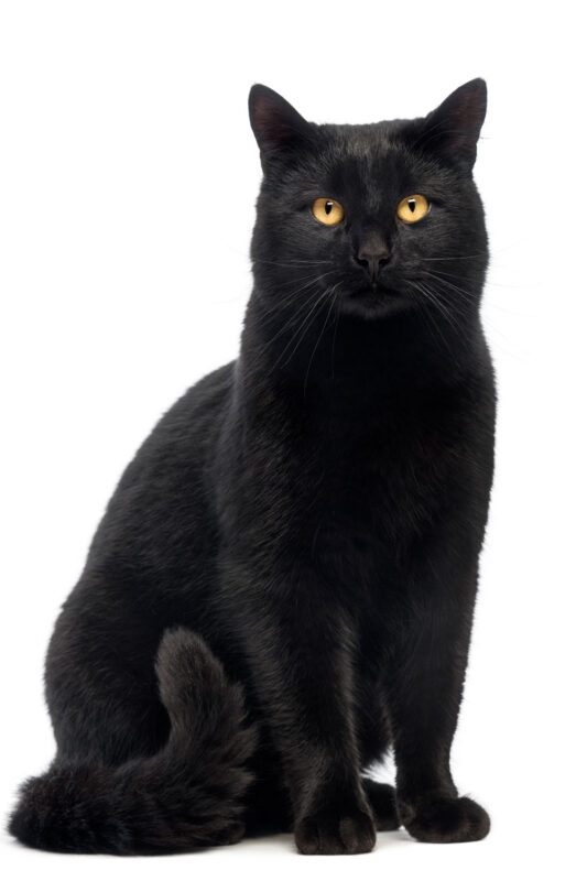 Un gato negro mirando a la cámara mientras está sentado sobre un fondo blanco.