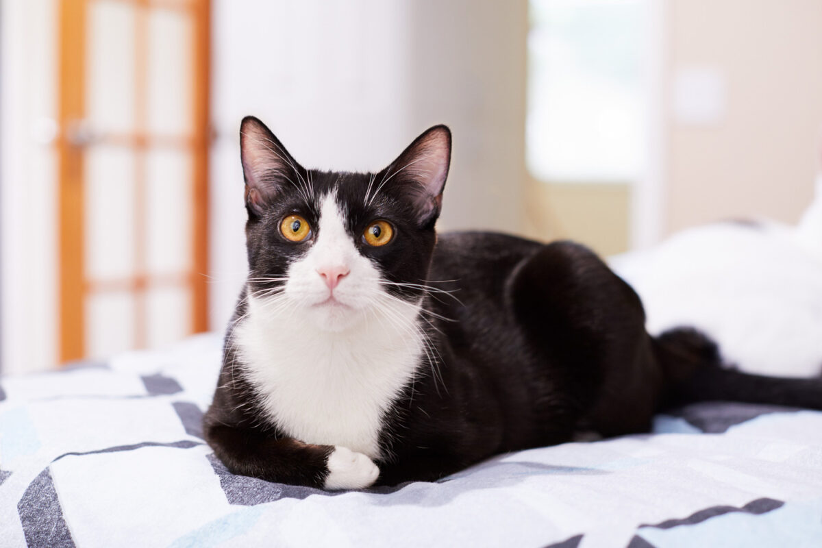 Un gato de esmoquin blanco y negro tumbado en la cama de su dueño