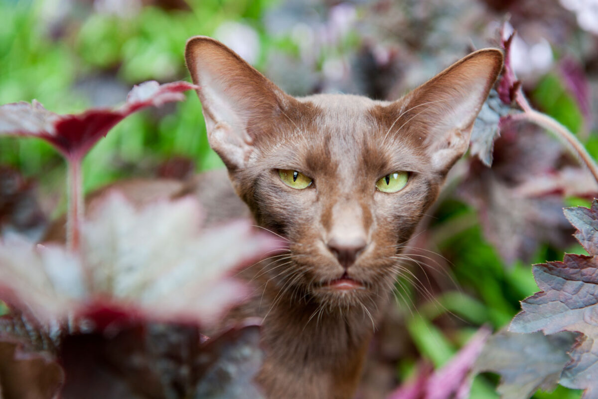Un gato siamés marrón mirando a la cámara mientras deambula por el jardín