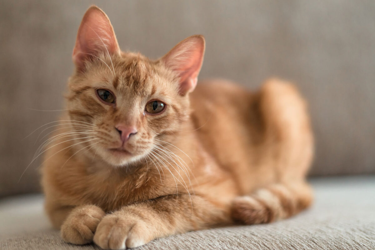 Un lindo gato atigrado de pelo castaño mirando a la cámara mientras está sentado en el sofá