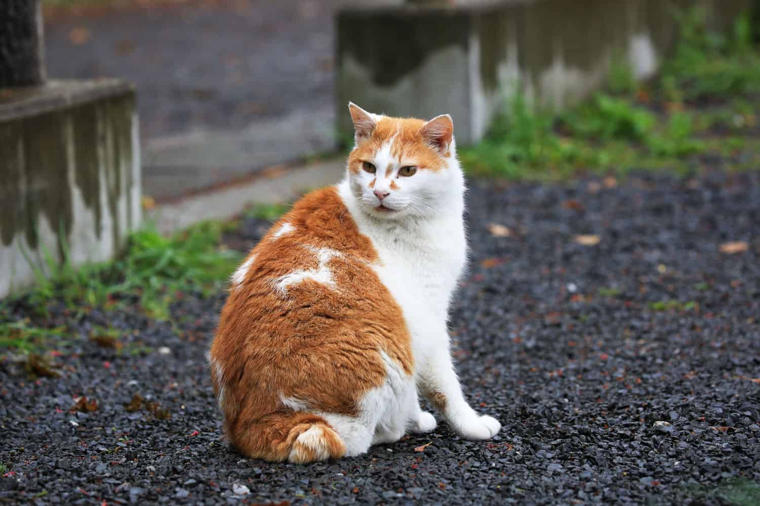 Gato callejero rubio y blanco en Park, Japón.
