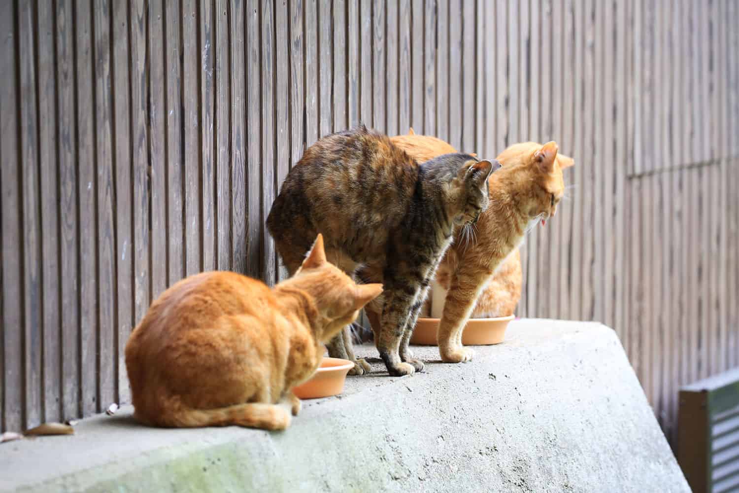 Grupo de gatos callejeros que se extienden en Park, Japón
