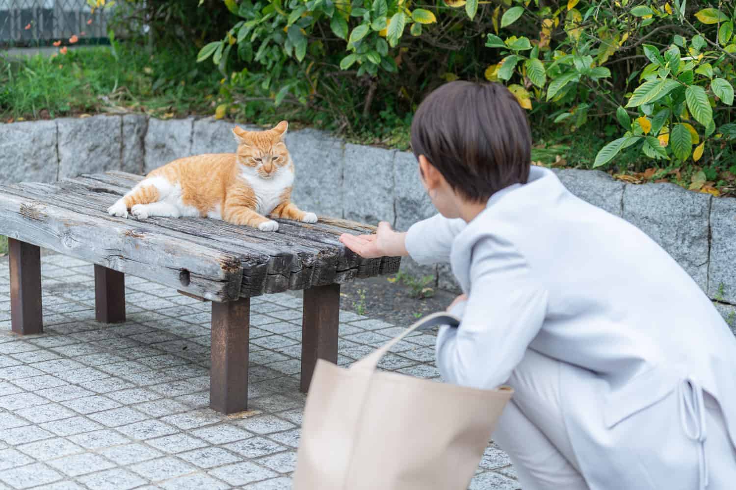 Mujer jugando con un gato callejero
