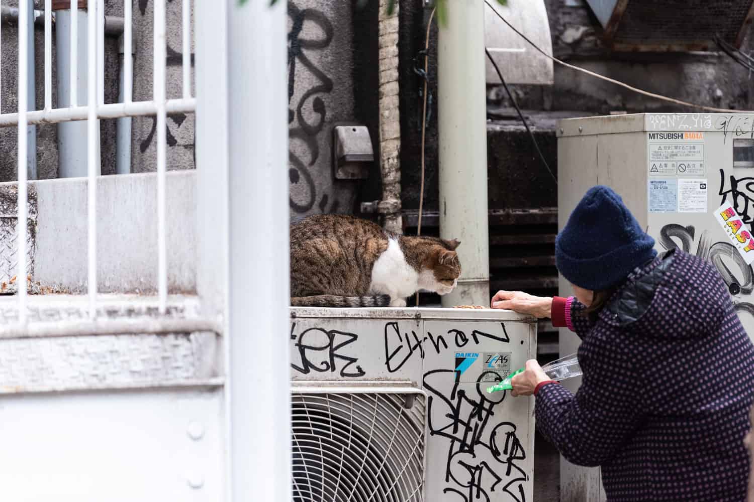 Mujer mayor alimentando a un gato callejero con comida seca en el paseo marítimo de Shinjuku Four Seasons Park