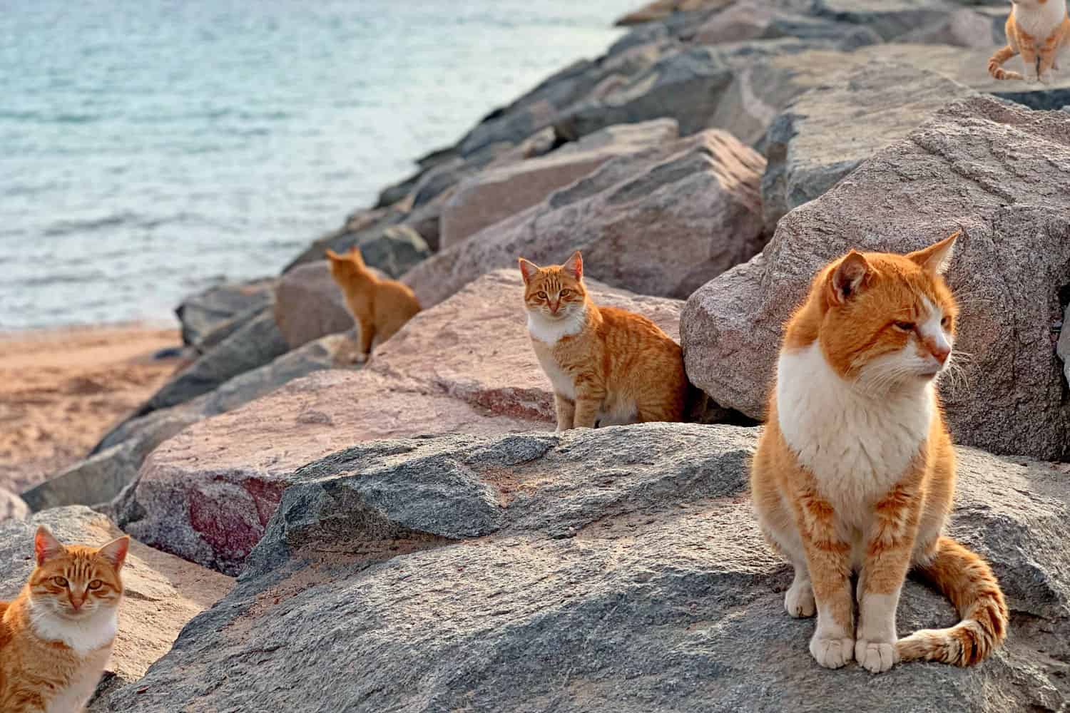 Gatos rojos en la playa del mar en la isla de Japón.  Grupo de gatos callejeros de jengibre sobre fondo de rocas marinas azules.  Lindo gato rojo sentado en la playa de la isla del mar.  Muchos animales salvajes se relajan en la playa de la isla, paisaje al atardecer
