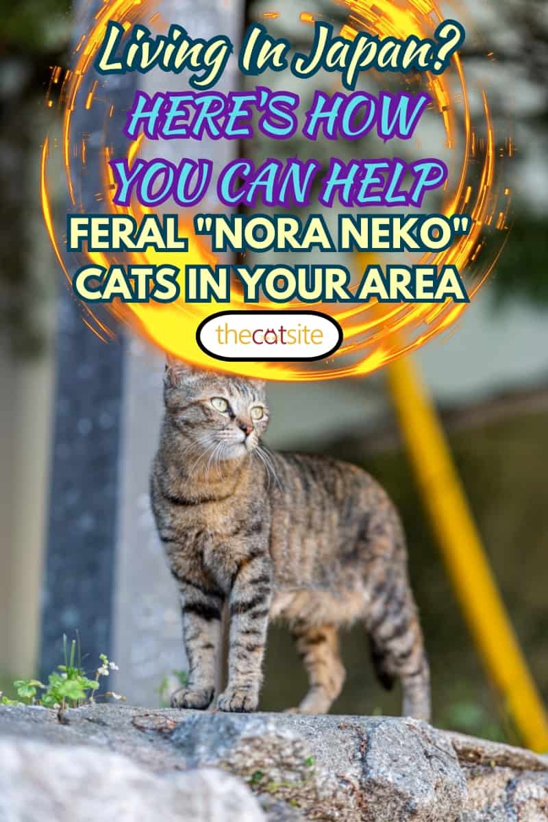 Gato salvaje mirando la calle en Japón