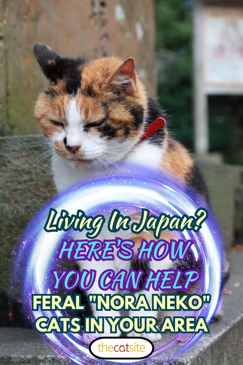 un lindo gato en japón