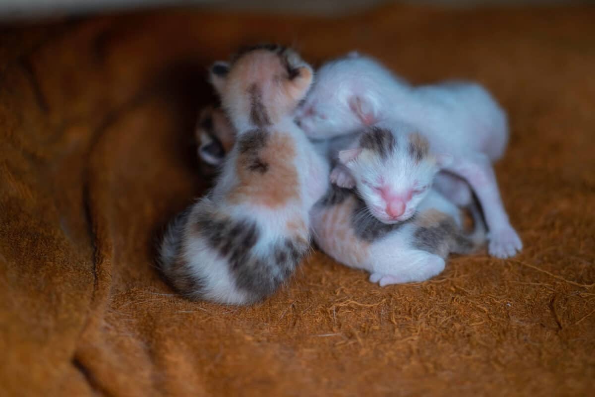 Muchos de los gatitos recién nacidos se acuestan juntos en busca de calidez y seguridad.

