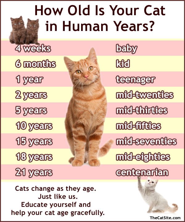 ¿Cuántos años tiene mi gato en años humanos?