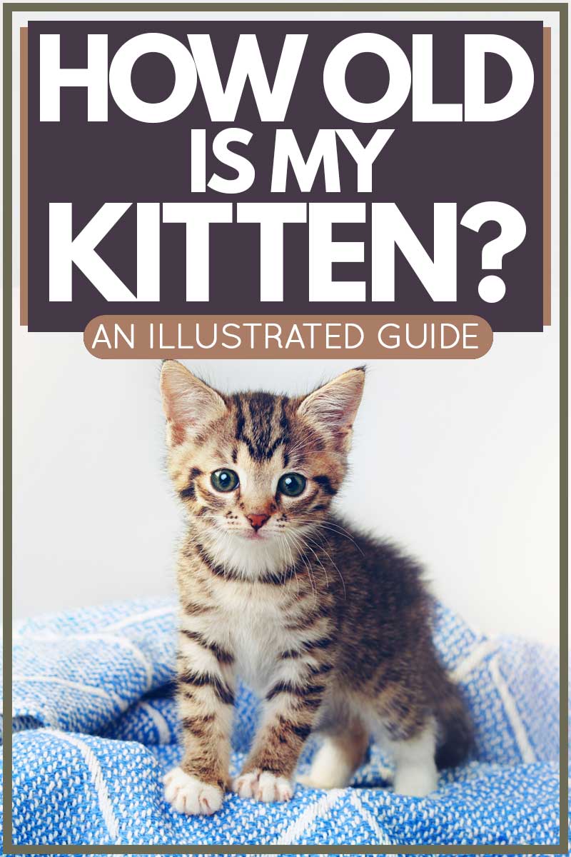 Lindo gatito mirando algo mientras está parado. Artículo de título de "¿Cuántos años tiene mi gatito?"