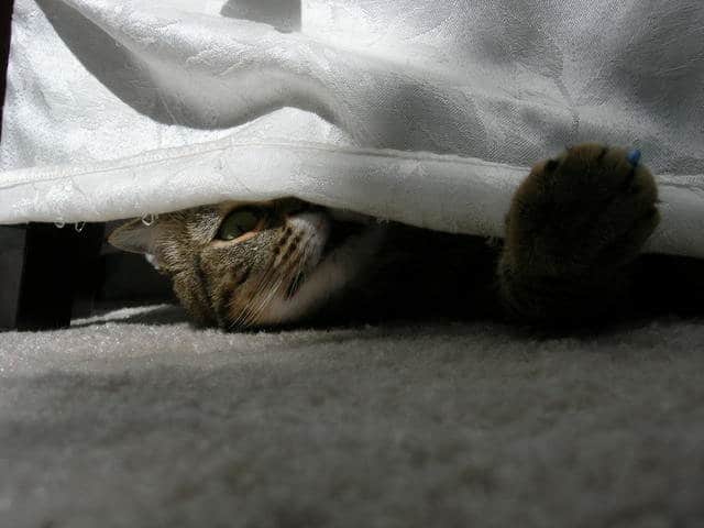 Un gato escondido debajo de una cama.
