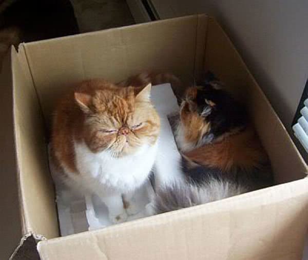 Gatos escondidos en una caja.