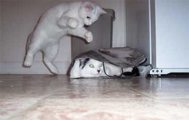 Un gato escondido en una bolsa.