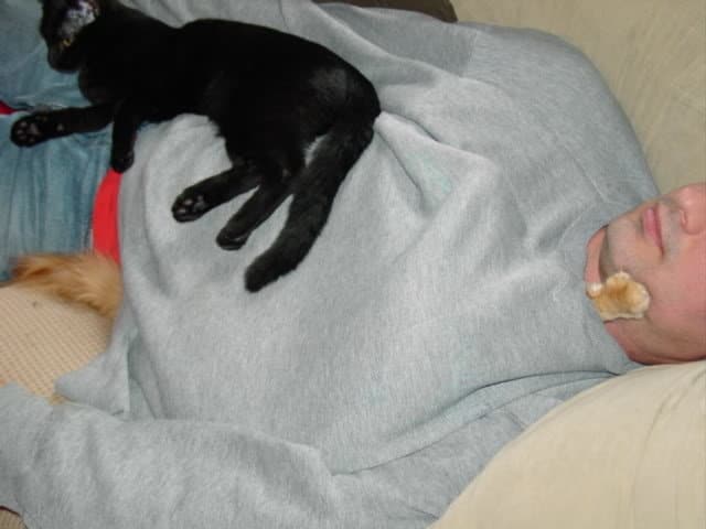 un gatito asomando su mano por debajo de una camisa