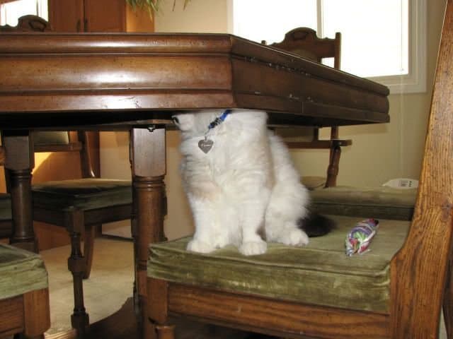 gato escondido debajo de una mesa