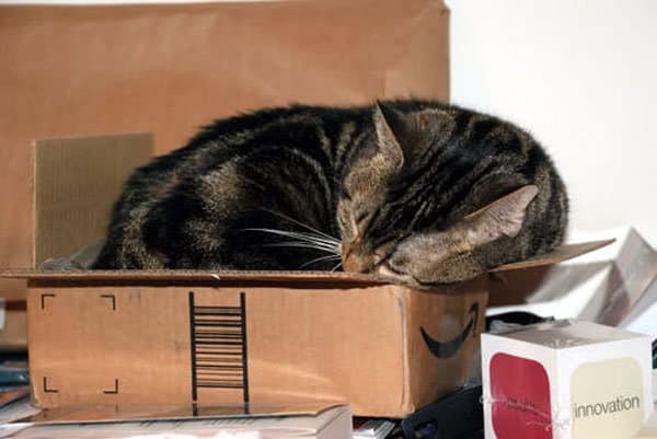 un gato sentado en una caja