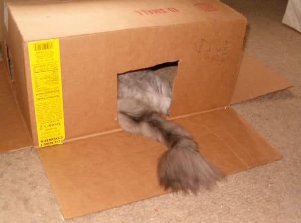 Una cola de gato sobresale de una caja.