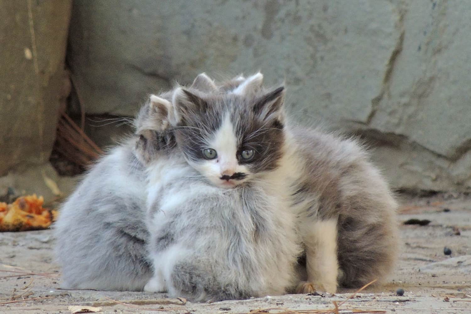 tres gatitos callejeros tienen frío afuera