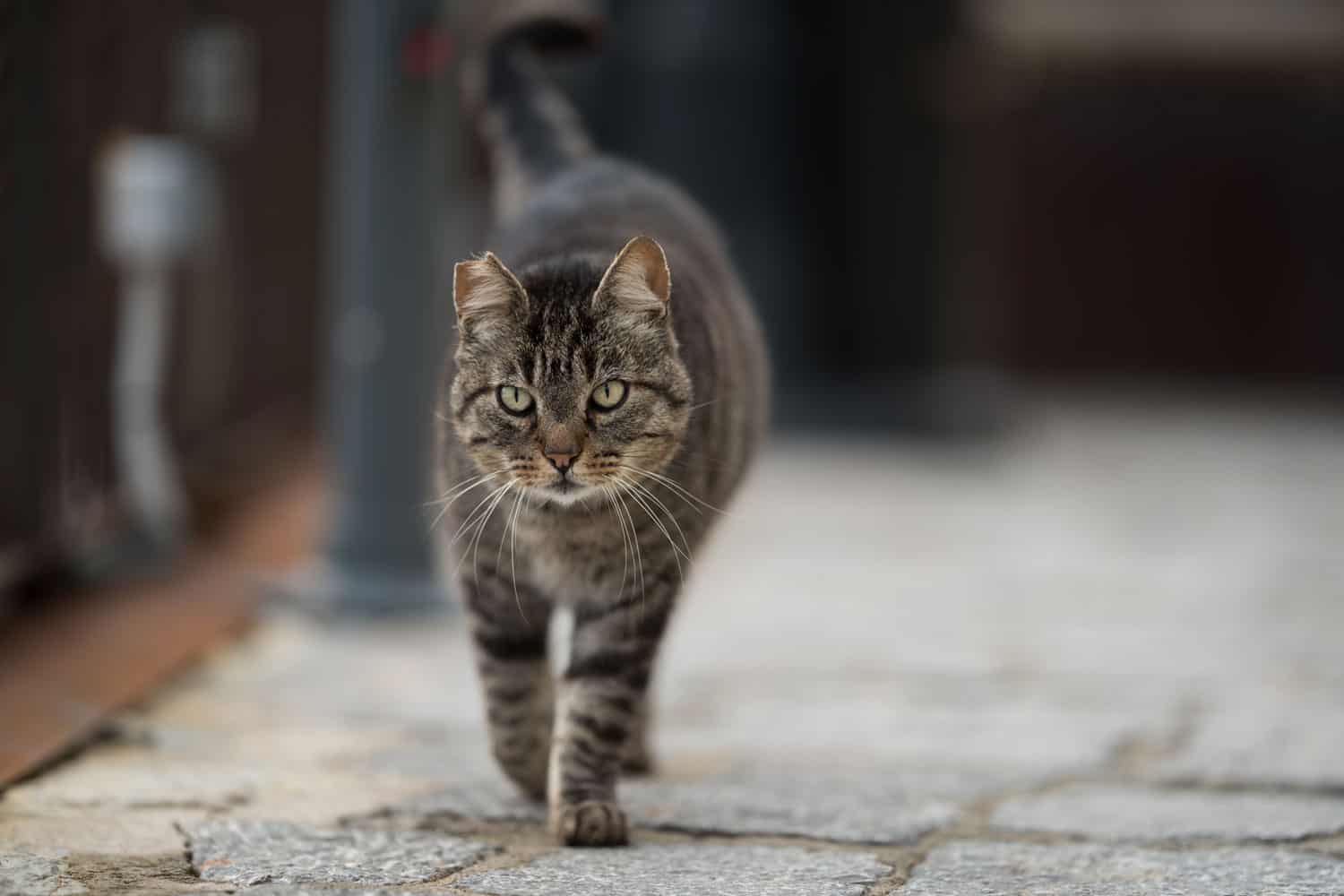 Atigrado gato salvaje con oreja con muescas caminando por la calle adoquinada