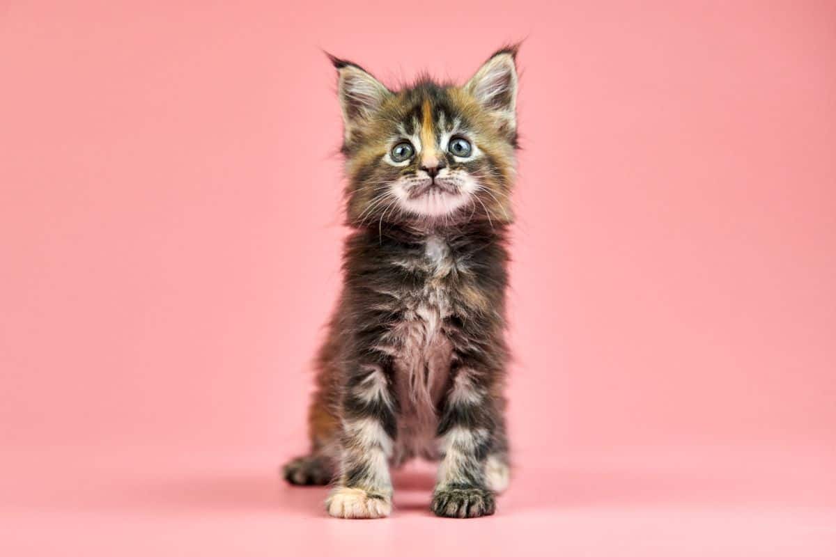 Nueva Lista De Verificación Para Gatos: Lo Que Debes Obtener