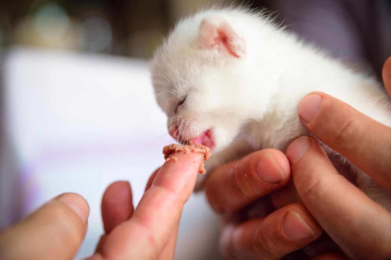gatito blanco tierno y esponjoso come de las manos de su amo
