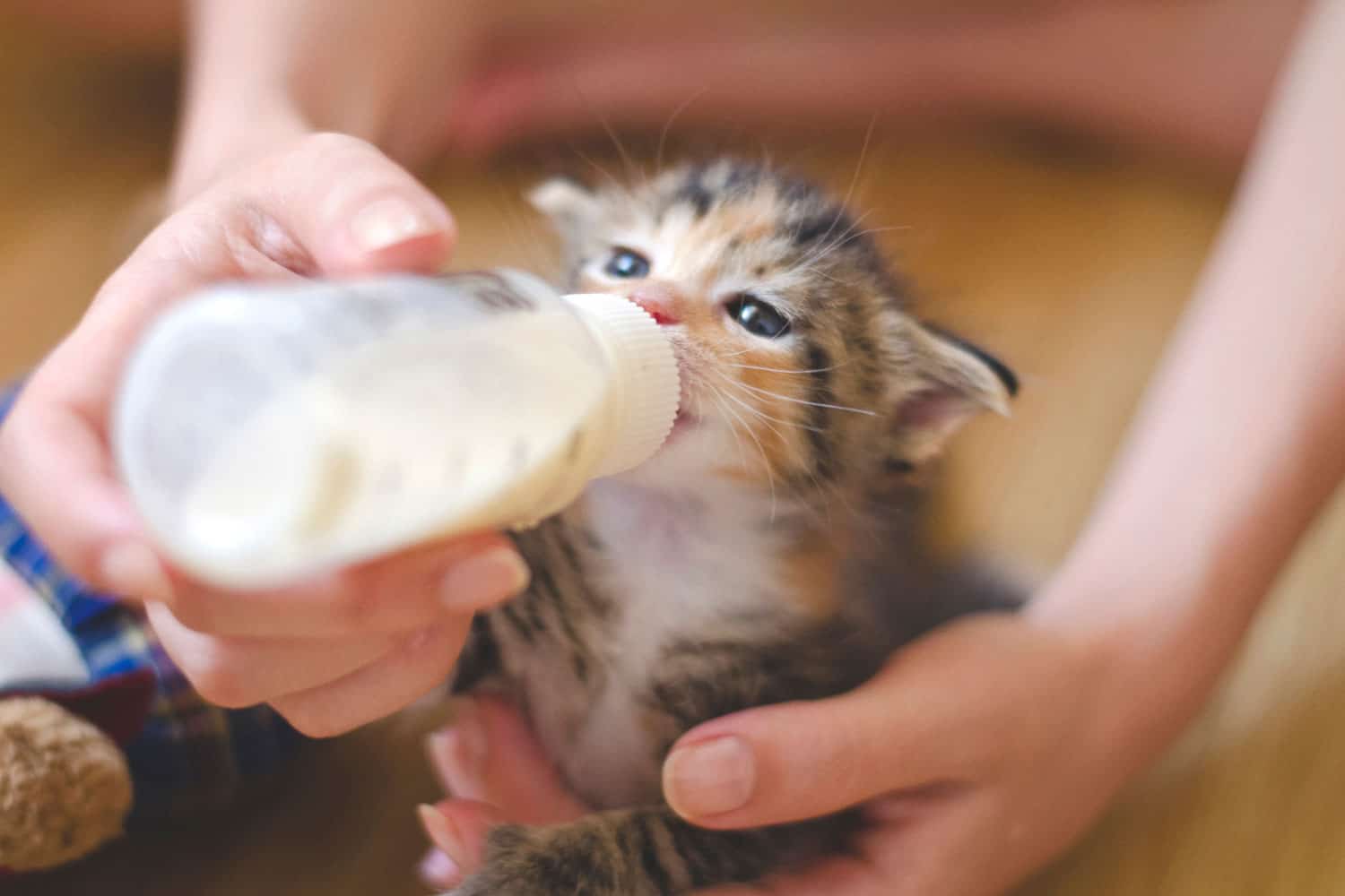 Pequeño gato bebé rescatado alimentado a mano con leche de un biberón; gatito calico con ojos azul celeste, sostenido y amamantado por una mujer joven. Adoptar, no comprar, esterilizar y castrar