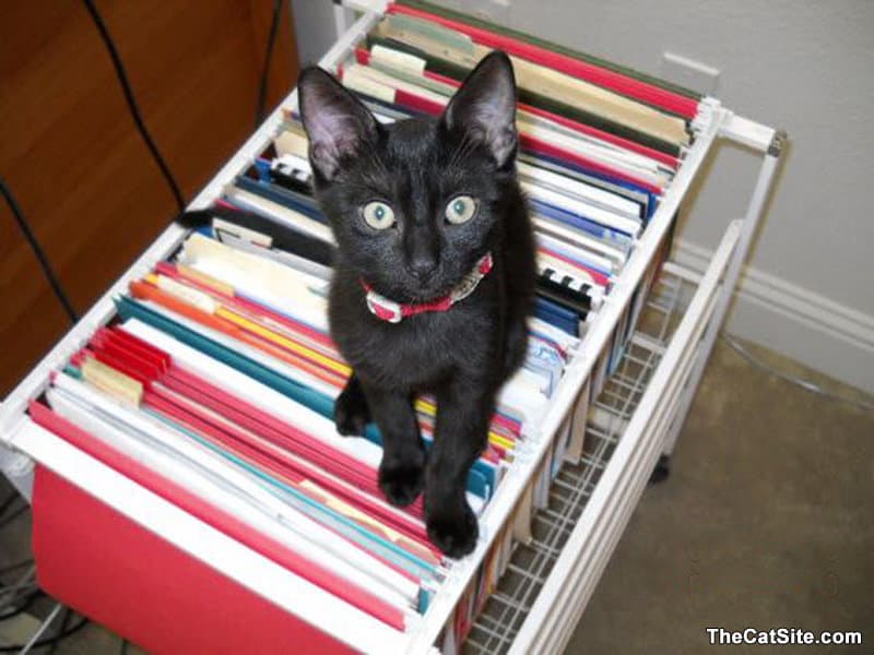 Gato negro sentado encima de archivos