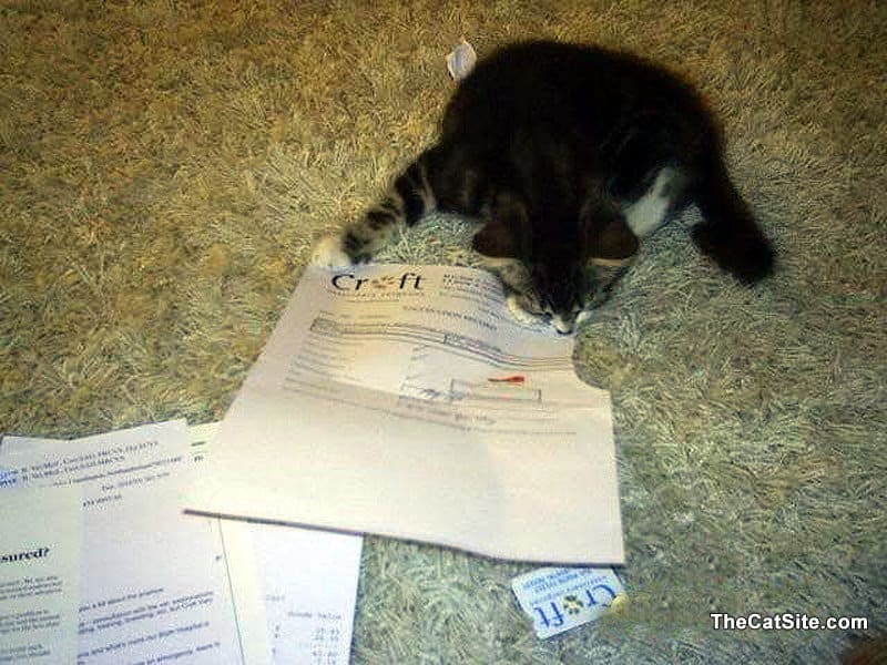 Un gatito está comiendo papeles.