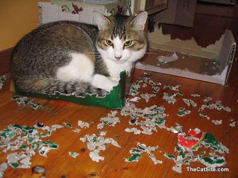 Un gato está sentado en una caja después de habérsela comido en pedazos