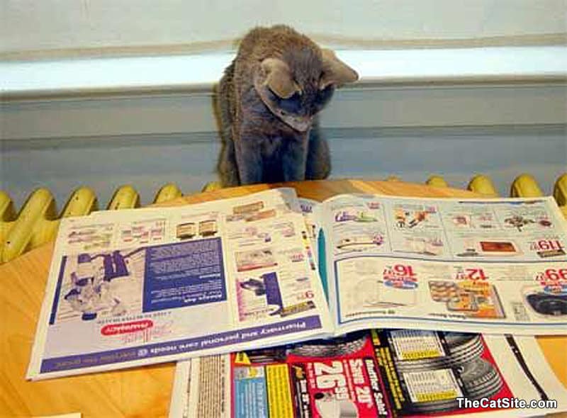 Un gato mira cupones.