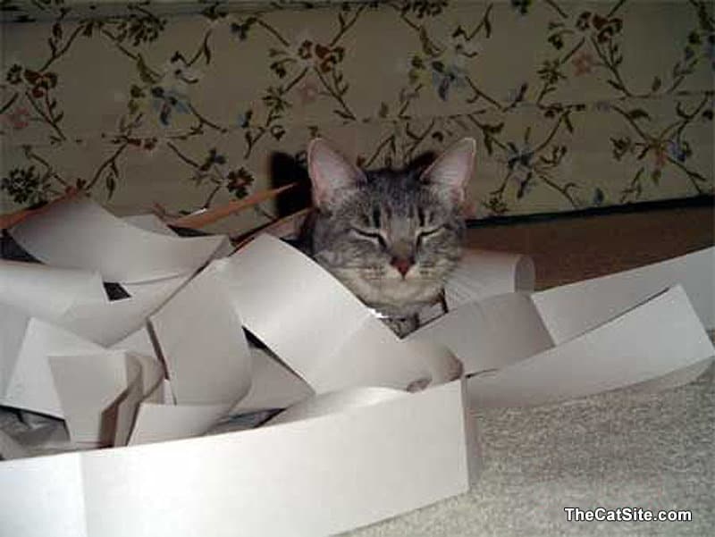 Un gato está cubierto de cinta adhesiva.