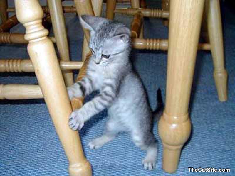 Gato gris que parece estar moviendo muebles