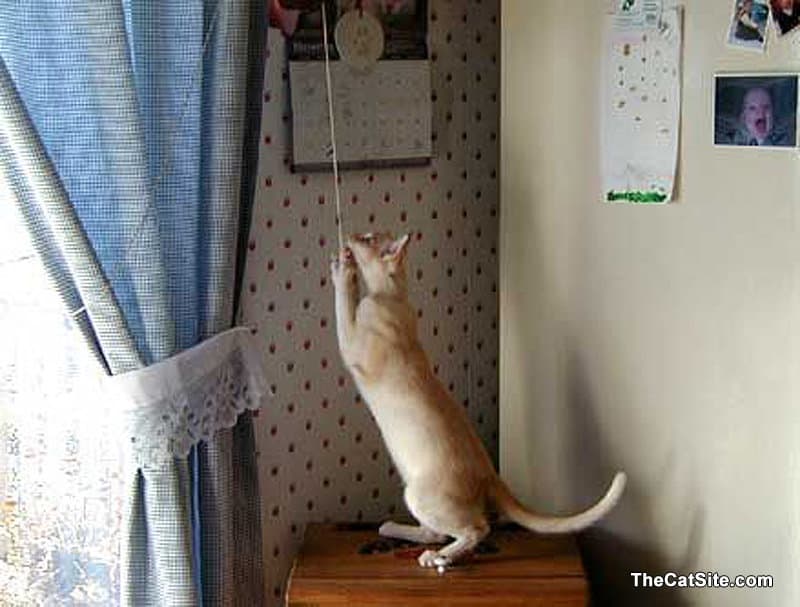 Kitty está tirando de una cuerda y una cortina.