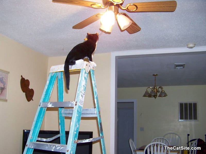 Gato en lo alto de una escalera cerca de una luz